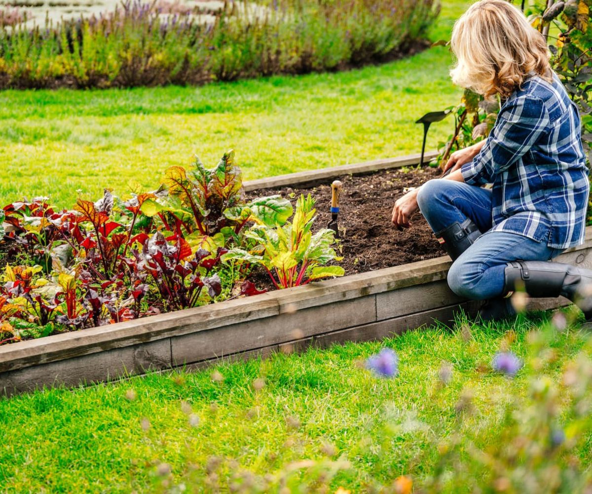 Low raised bed
