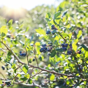 Growing blueberries in raised beds Growing blueberries in raised beds