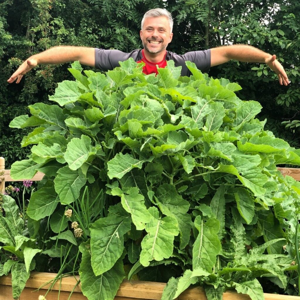 Growing-salads-in-raised-beds