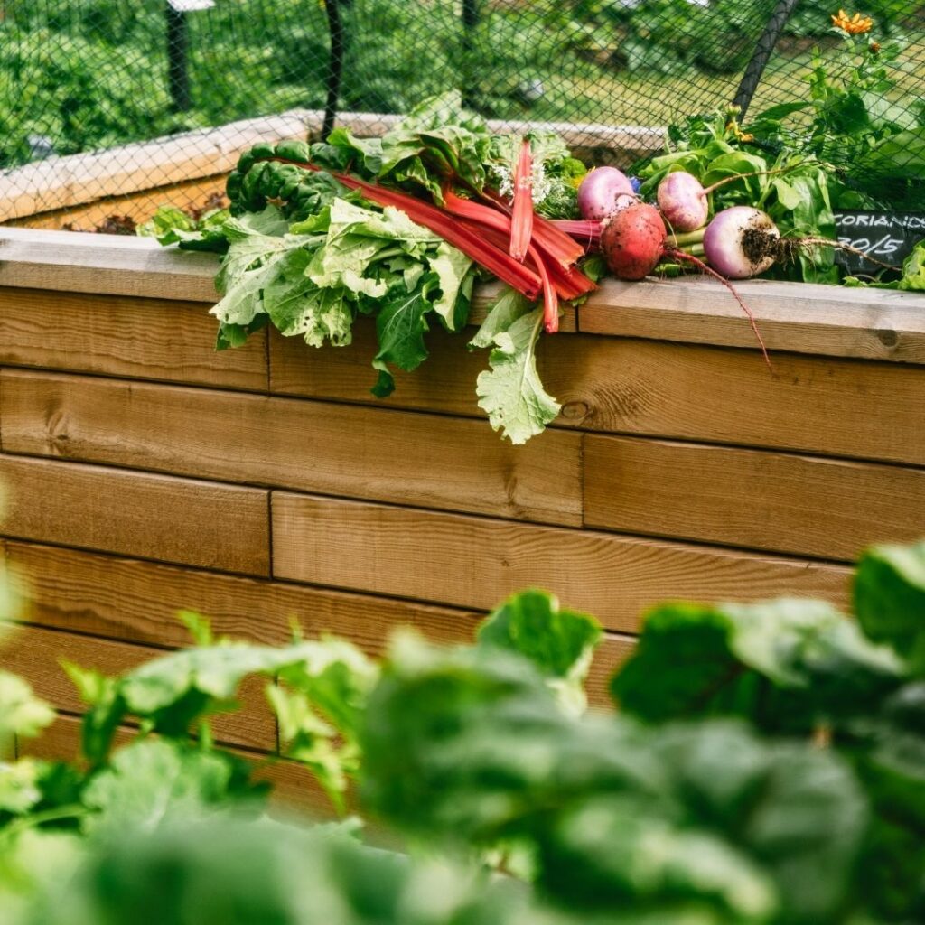 Growing veg