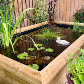Estanque rectangular con plantas